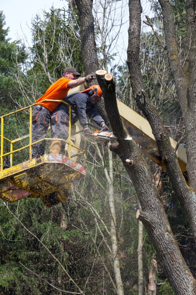 Baumpflege Baumkontrolle Pforzheim